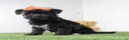 Yochon dogs for sale: Kacey - Ad 4