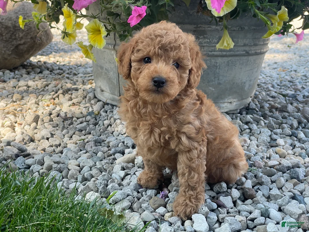 Mini Goldendoodle dogs for sale: Max Mini Goldendoodle  - Ad 2