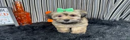 Havanese dogs for sale: Havanese 5 - Ad 5