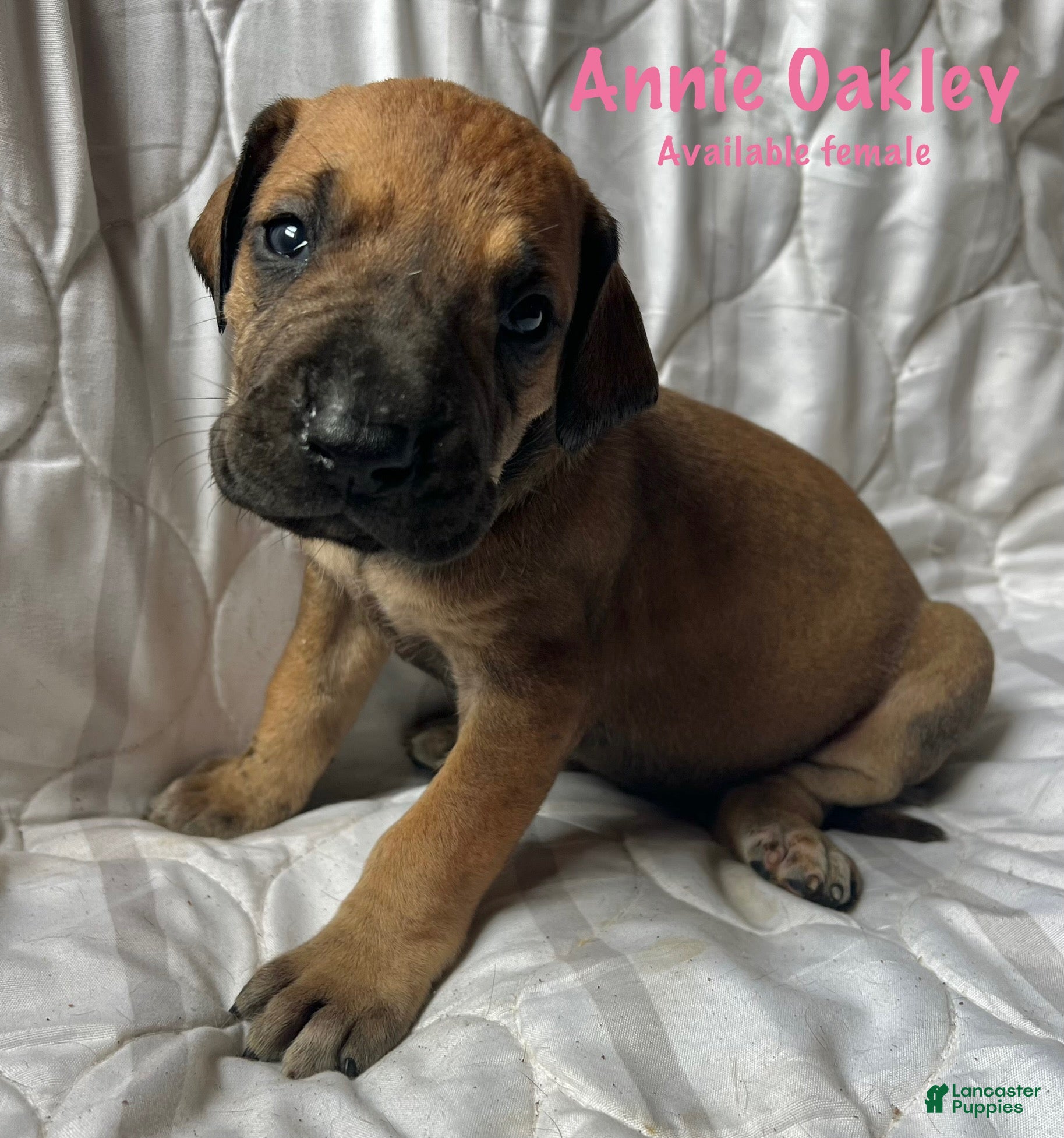 Great Dane dogs Annie Oakley - Ad 16