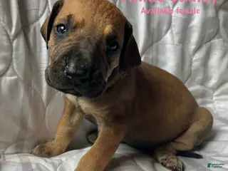 Great Dane dogs Annie Oakley - Ad 12