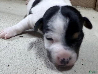 Jack Russell Terrier dogs Scar Face - Ad 10