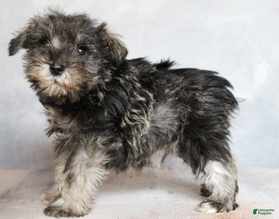 Miniature Schnauzer dogs for sale: River - Ad 4