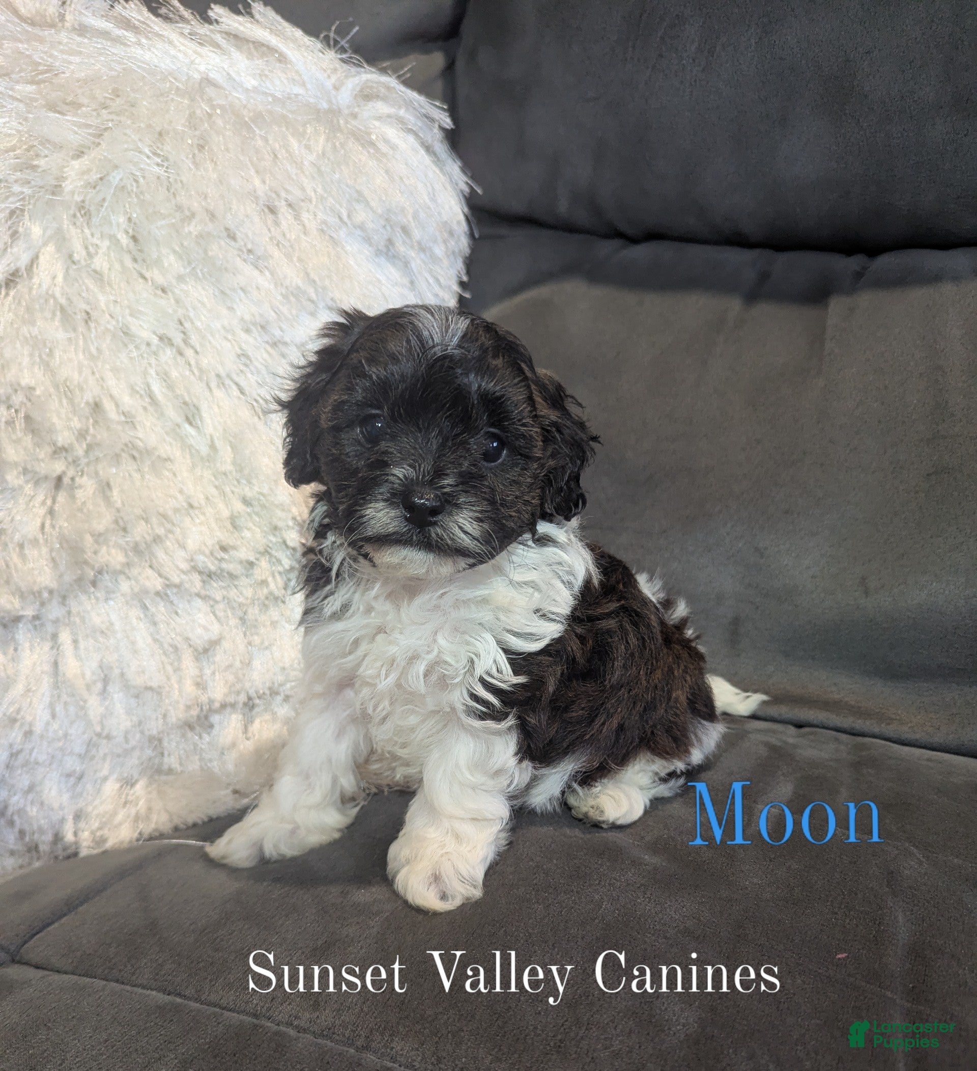 Havanese dogs Moon - Ad 1