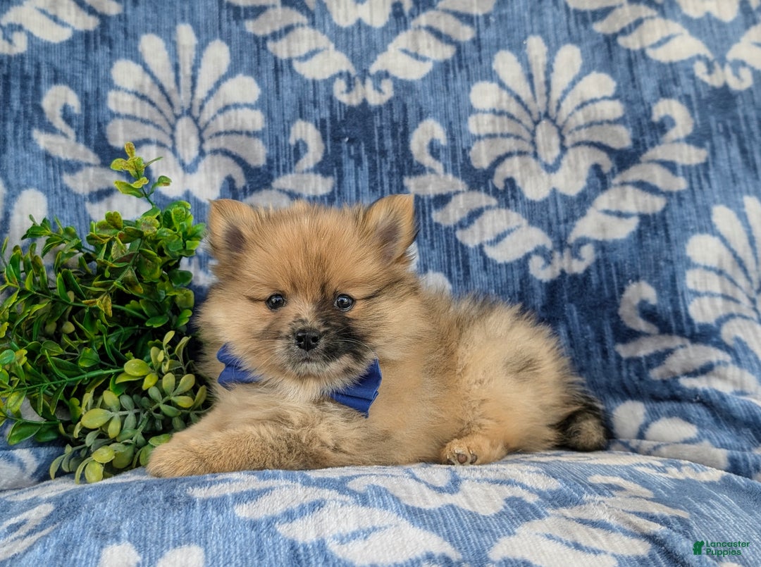 Pomeranian dogs for sale: Rafe - Ad 4