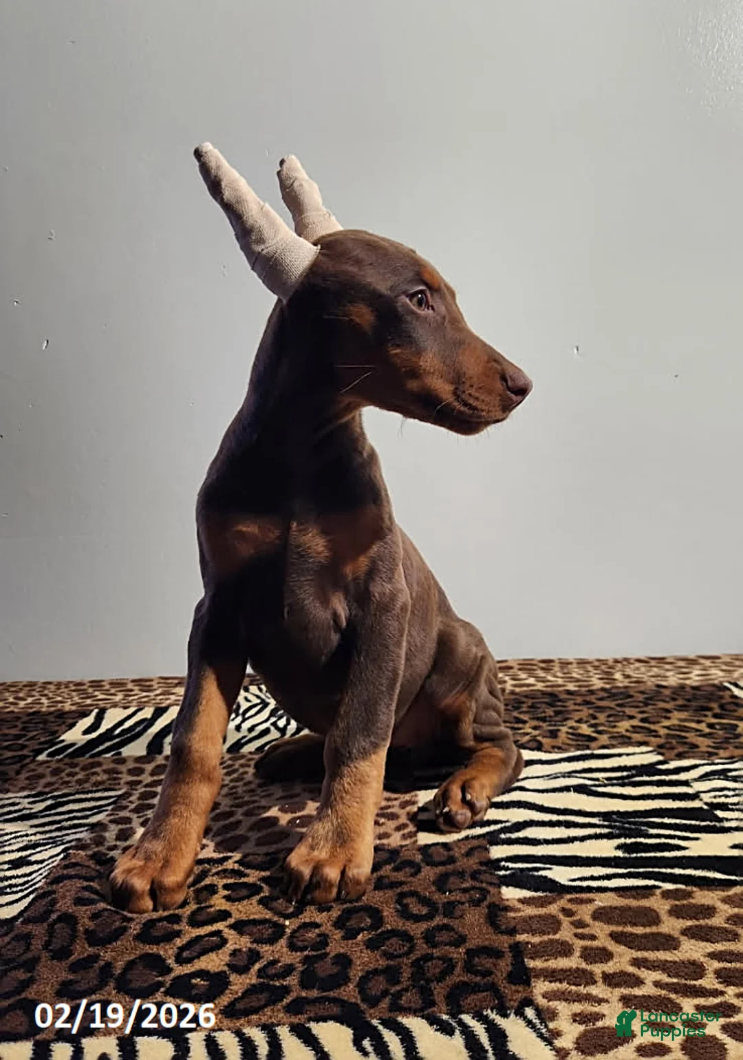 Doberman Pinscher dogs for sale: Rainbow - Ad 6