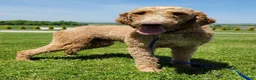 Goldendoodle dogs for sale: Pedro  - Ad 8