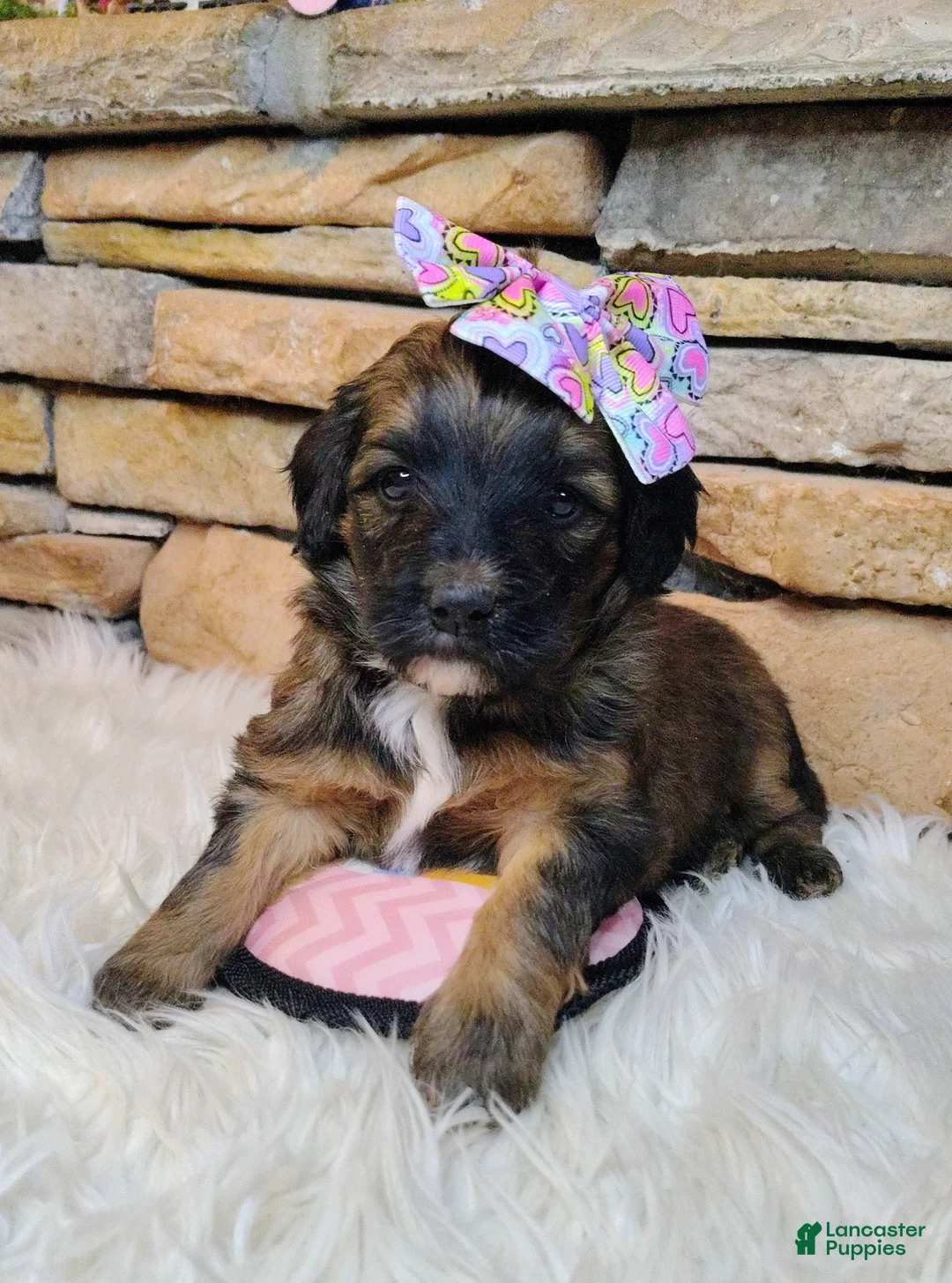 Saint Berdoodles dogs for sale: Rosie Cotton F1b Mini Saint Berdoodle - Ad 1