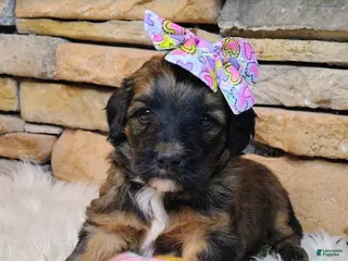 Saint Berdoodles dogs Rosie Cotton F1b Mini Saint Berdoodle - Ad 11