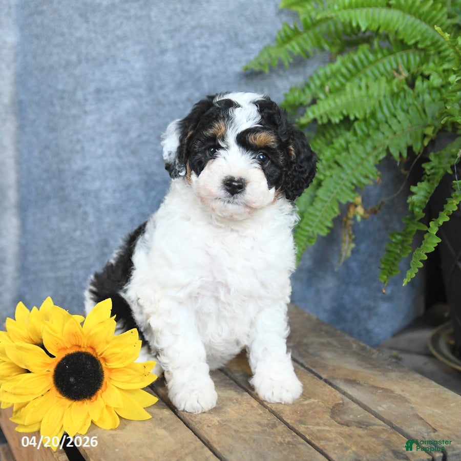Cavachon dogs Oreo - Ad 1