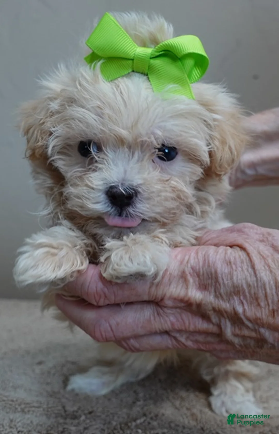 Maltipoo dogs for sale: Tiny Kyro - Ad 1