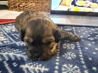 Mixed Breed dogs for sale: chunky - Ad 2