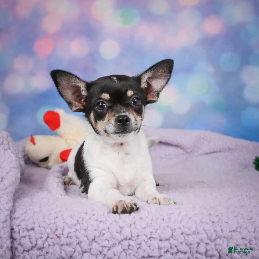 Chihuahua dogs for sale: OTIS - Ad 1