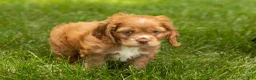 Cocker Spaniel dogs for sale: Oliver  - Ad 2