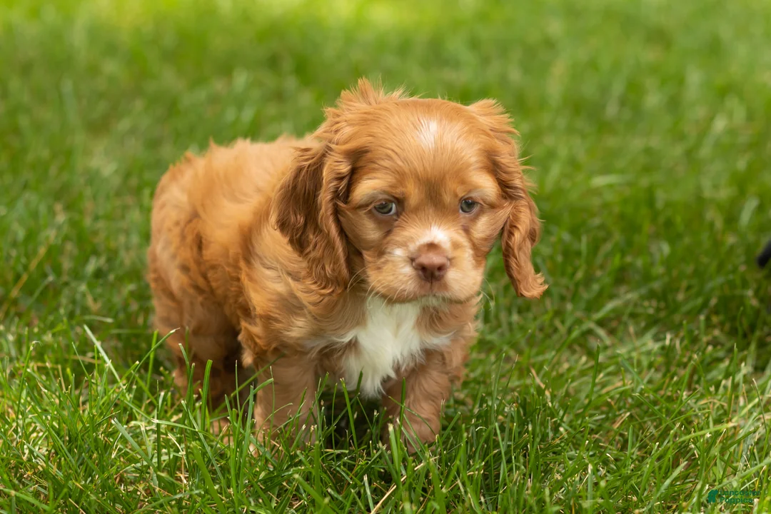 Cocker Spaniel dogs for sale: Oliver  - Ad 2