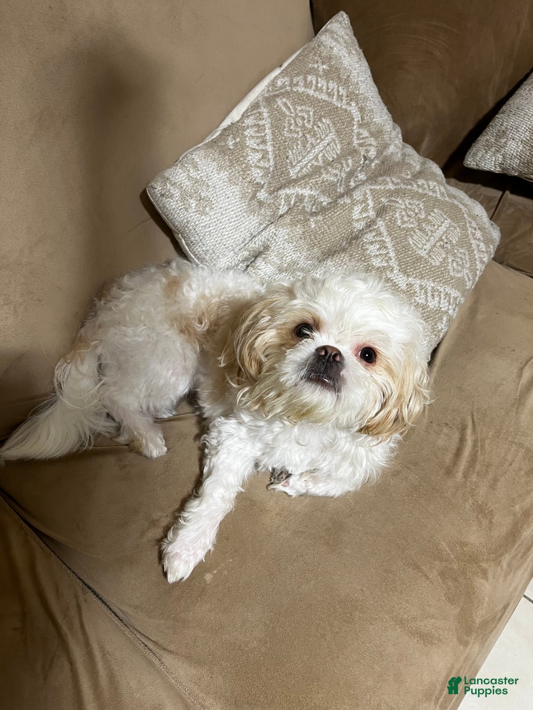 Shih Tzu dogs for sale: Maple - Ad 9