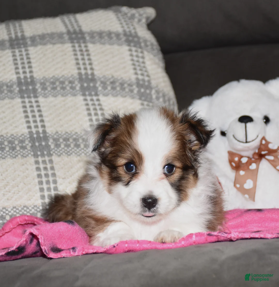 Shetland Sheepdog dogs for sale: Zalli - Ad 1