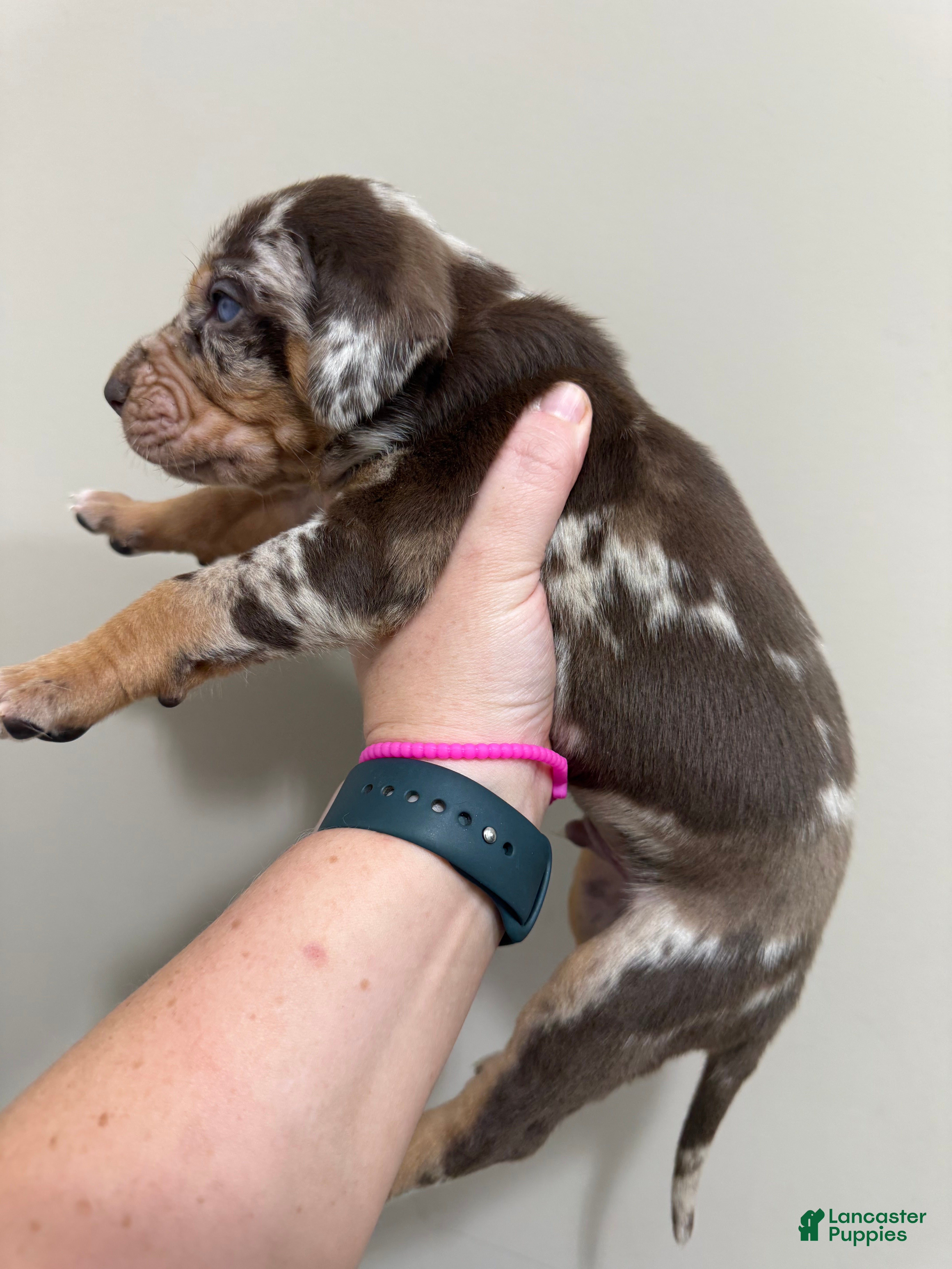 Catahoula Leopard Dog dogs for sale: Red Leopard Boy - Ad 2