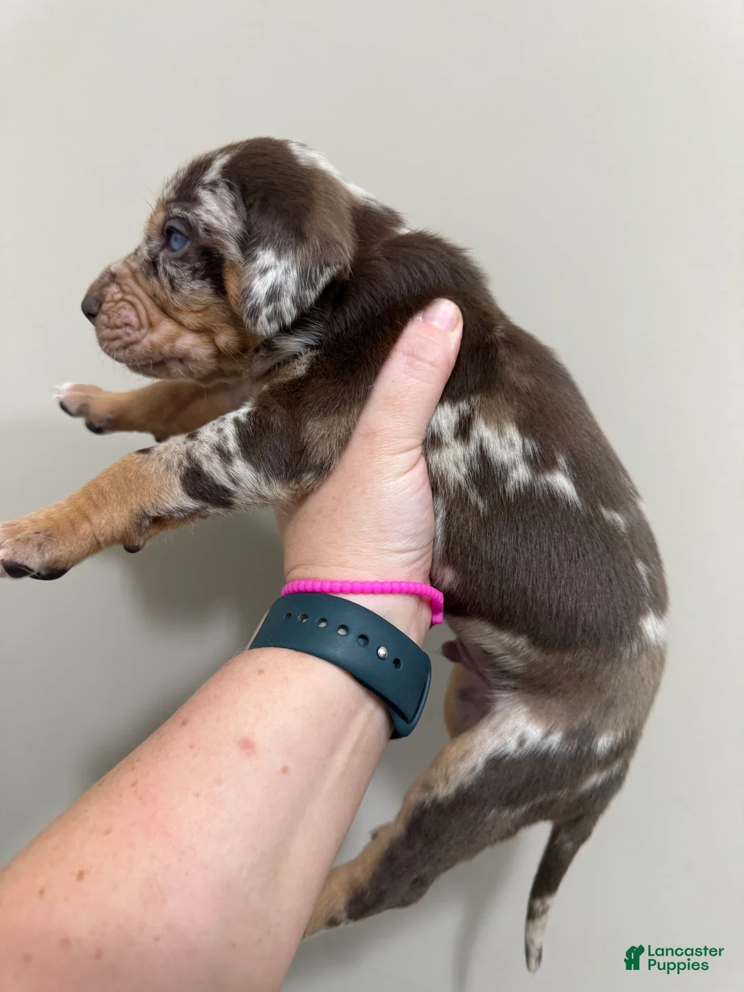 Catahoula Leopard Dog dogs for sale: Red Leopard Boy - Ad 1