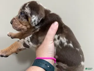 Catahoula Leopard Dog dogs for sale: Red Leopard Boy - Ad 2