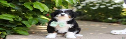 Mini Bernedoodle dogs for sale: Archie - Ad 9