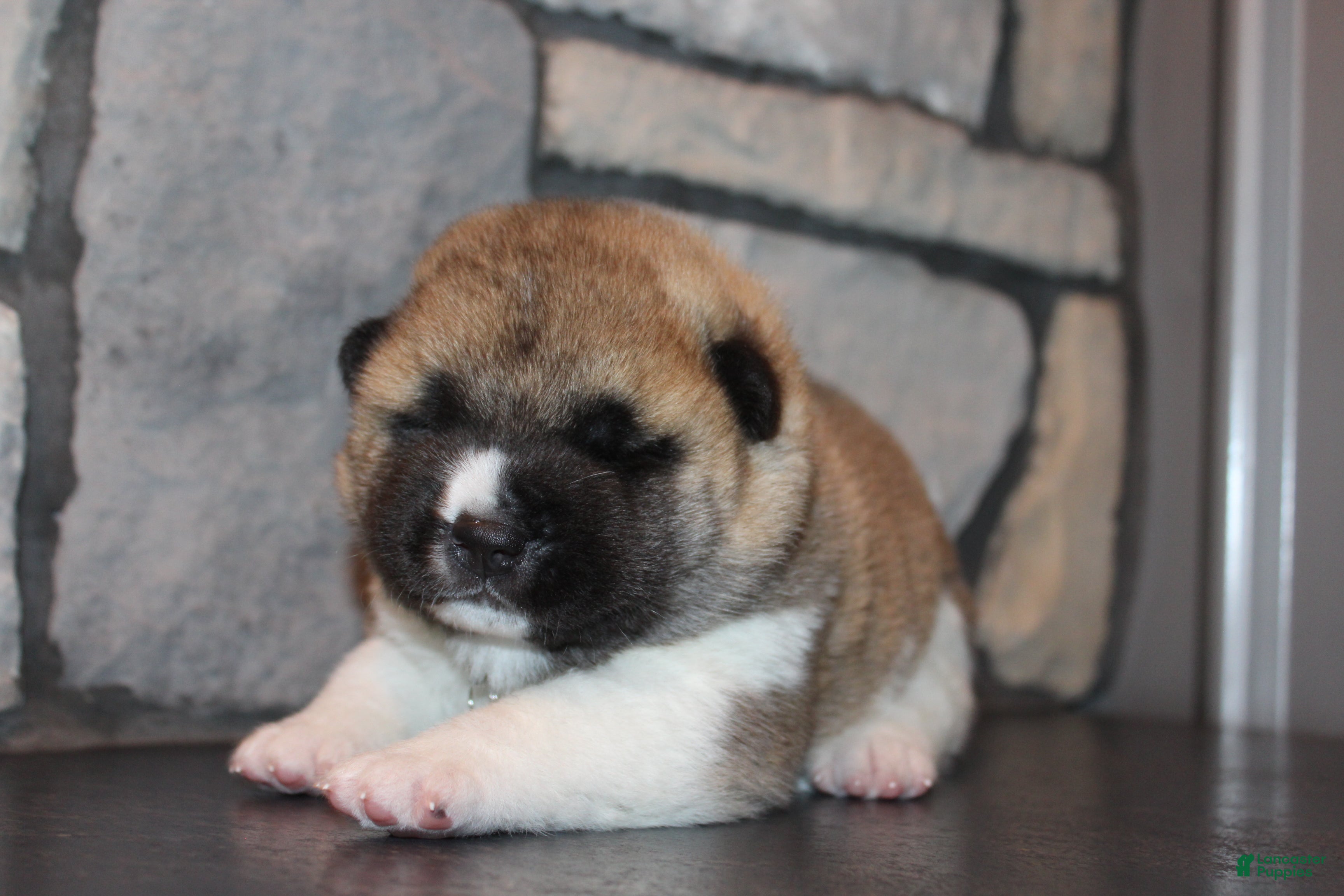 Akita dogs AKC Bear - Ad 1