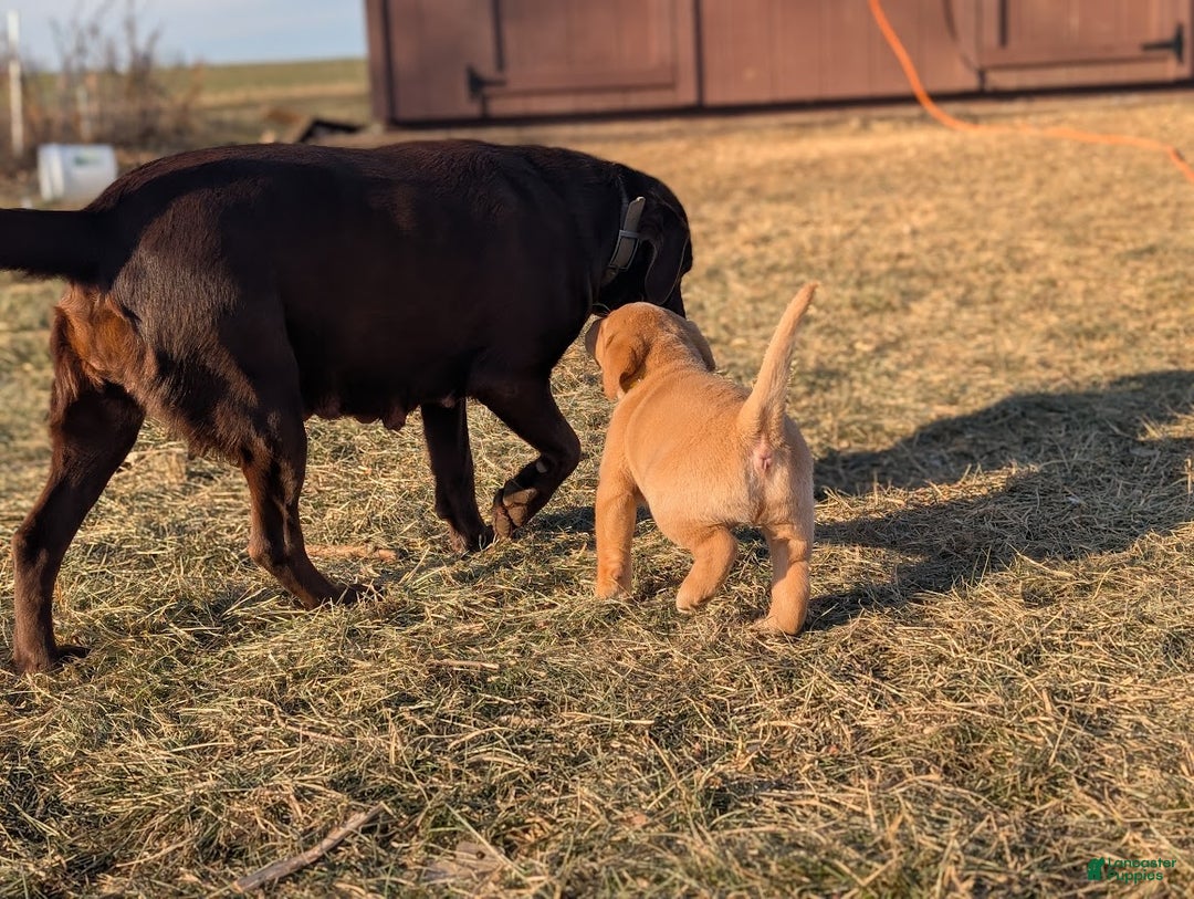 Labrador Retriever dogs for sale: Muffy - Ad 5