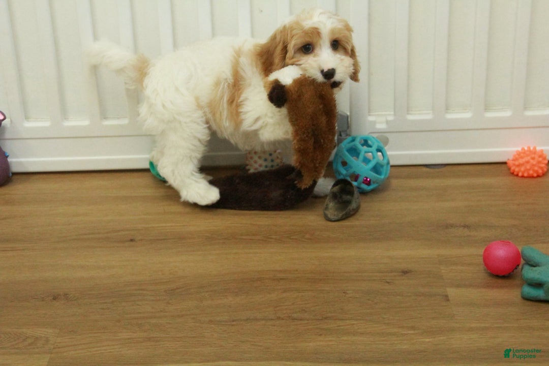 Cavapoo dogs for sale: Mason - Ad 9