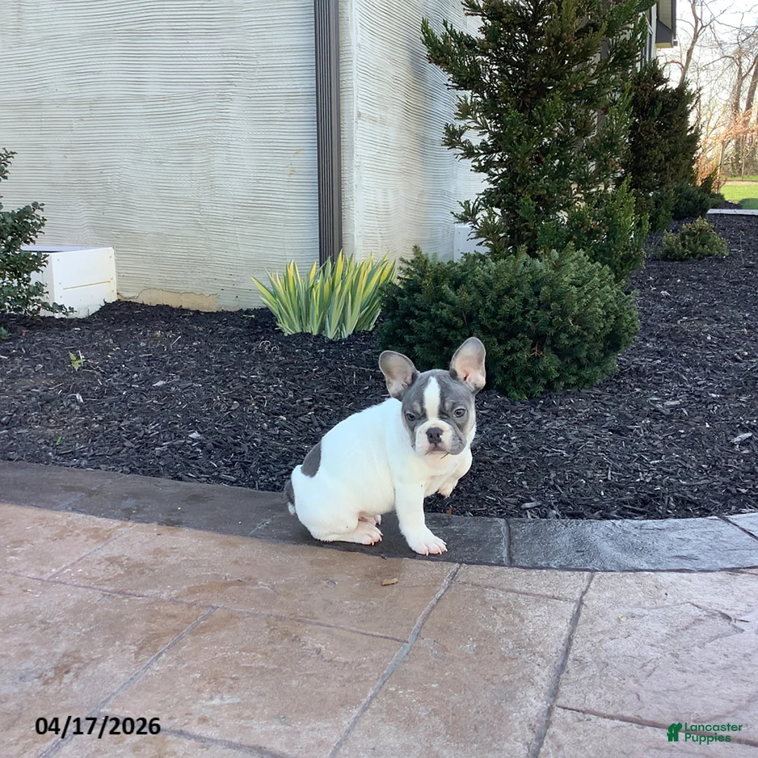 French Bulldog dogs for sale: Echo - Ad 1