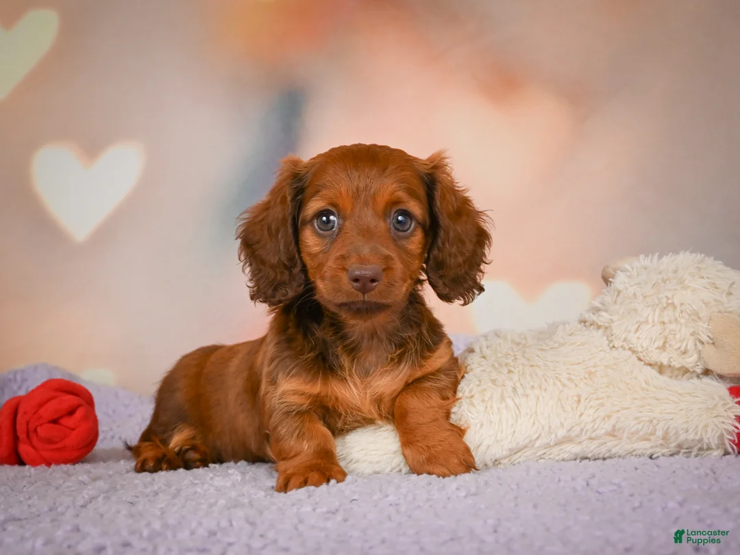 Dachshund dogs for sale: Alexa  - Ad 1