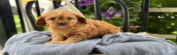 Cavapoo dogs for sale: Jinger - Ad 12