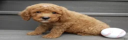 Mini Goldendoodle dogs for sale: Louie - Ad 3