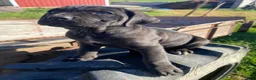 Cane Corso dogs for sale: Chloe - Ad 9