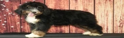 Bernedoodle dogs for sale: Wilson F1 - Ad 3
