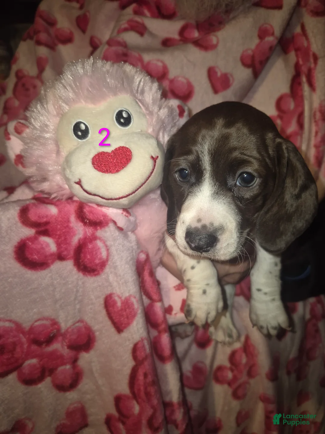 Miniature Dachshund dogs for sale: Miniature Dachshund Puppy 5 - Ad 2