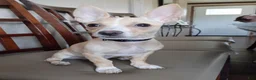 Chihuahua dogs for sale: Mazapán  - Ad 4