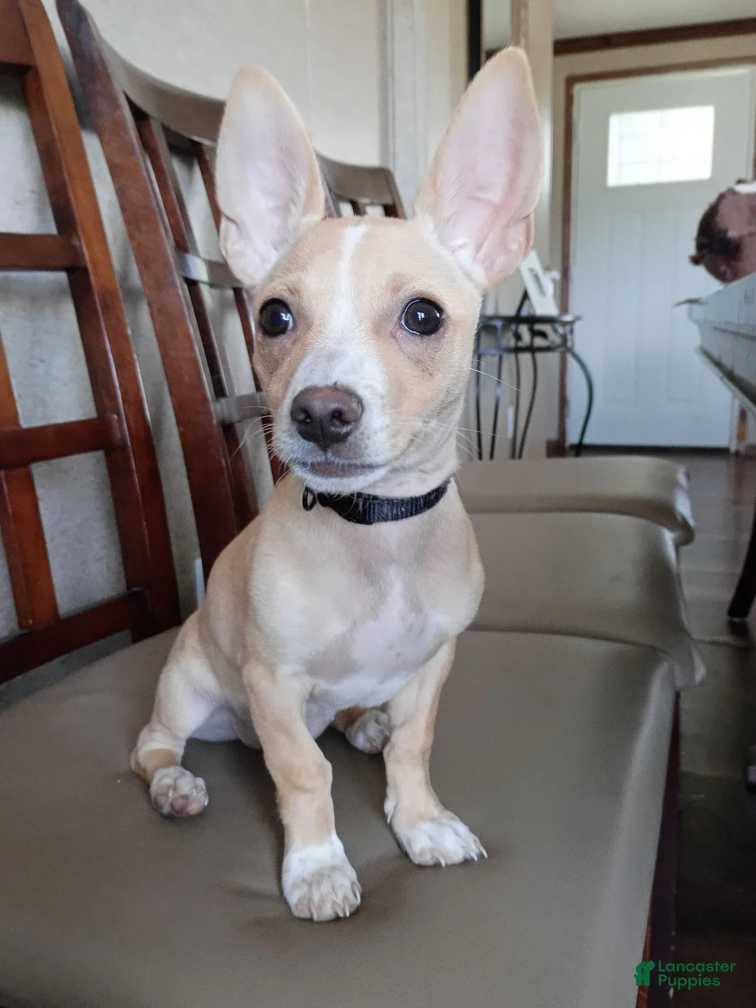 Chihuahua dogs for sale: Mazapán  - Ad 4