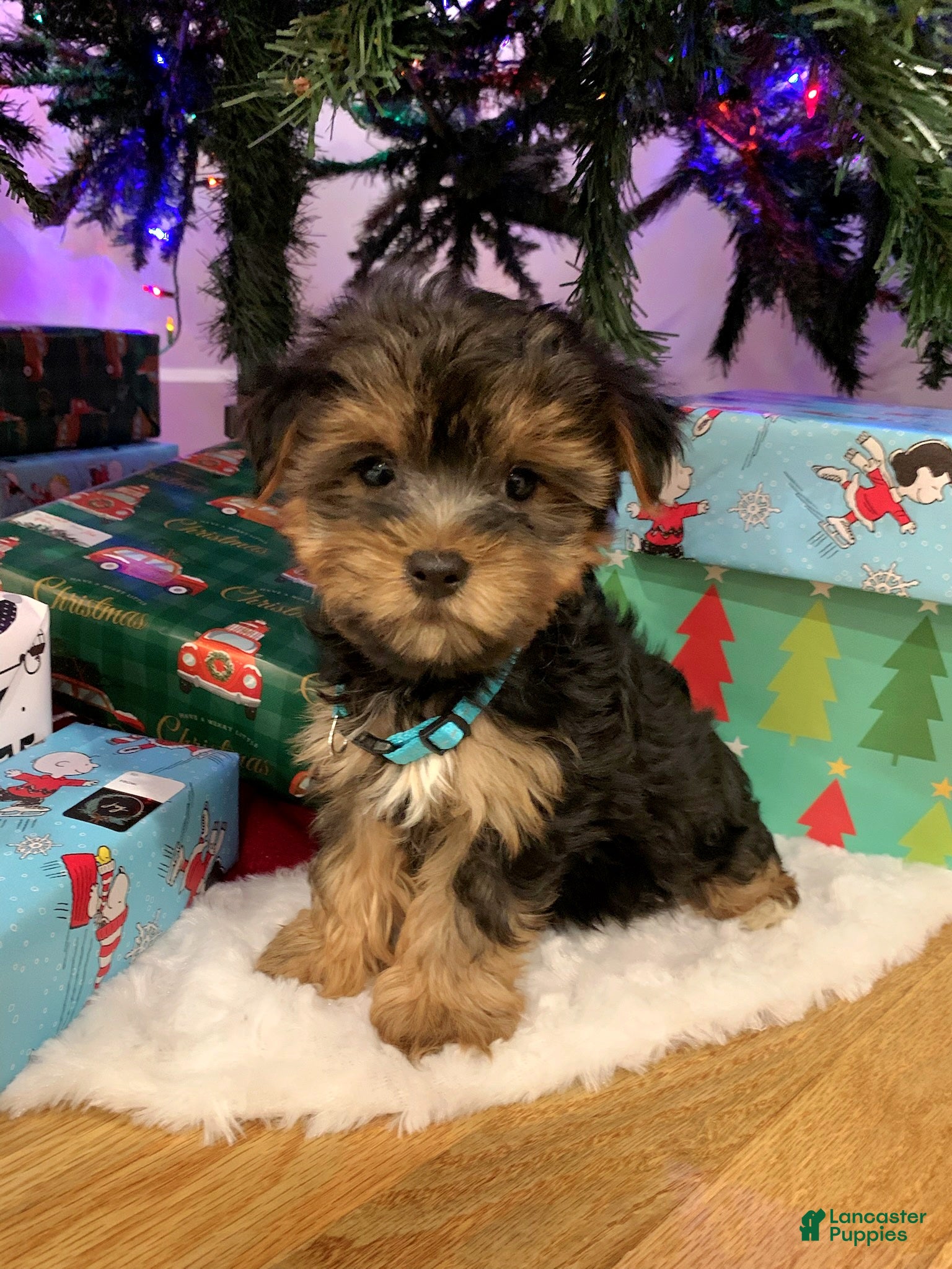 Yorkshire Terrier dogs Rudolph - Ad 23