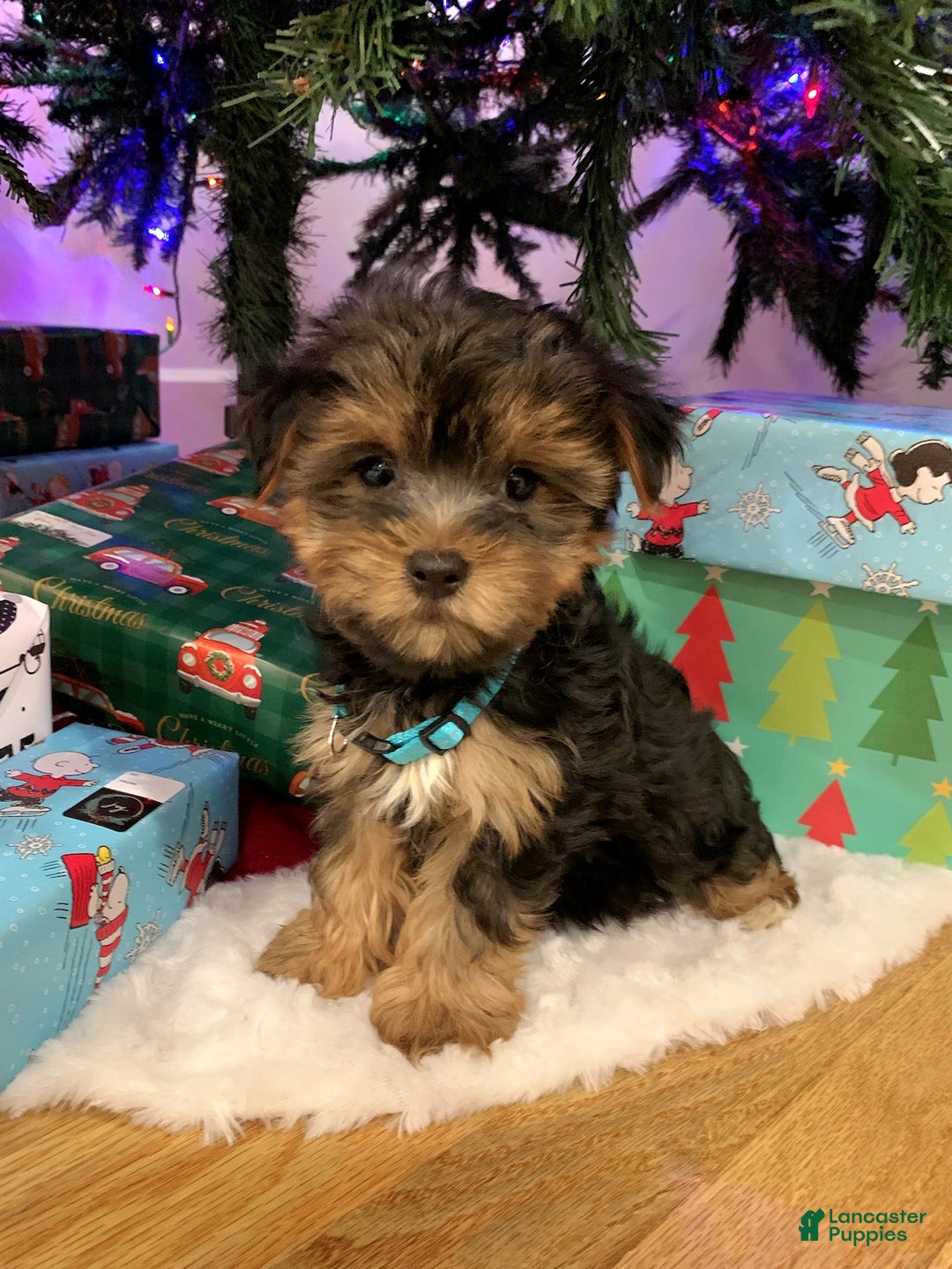 Yorkshire Terrier dogs for sale: Rudolph - Ad 1