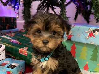 Yorkshire Terrier dogs Rudolph - Ad 38