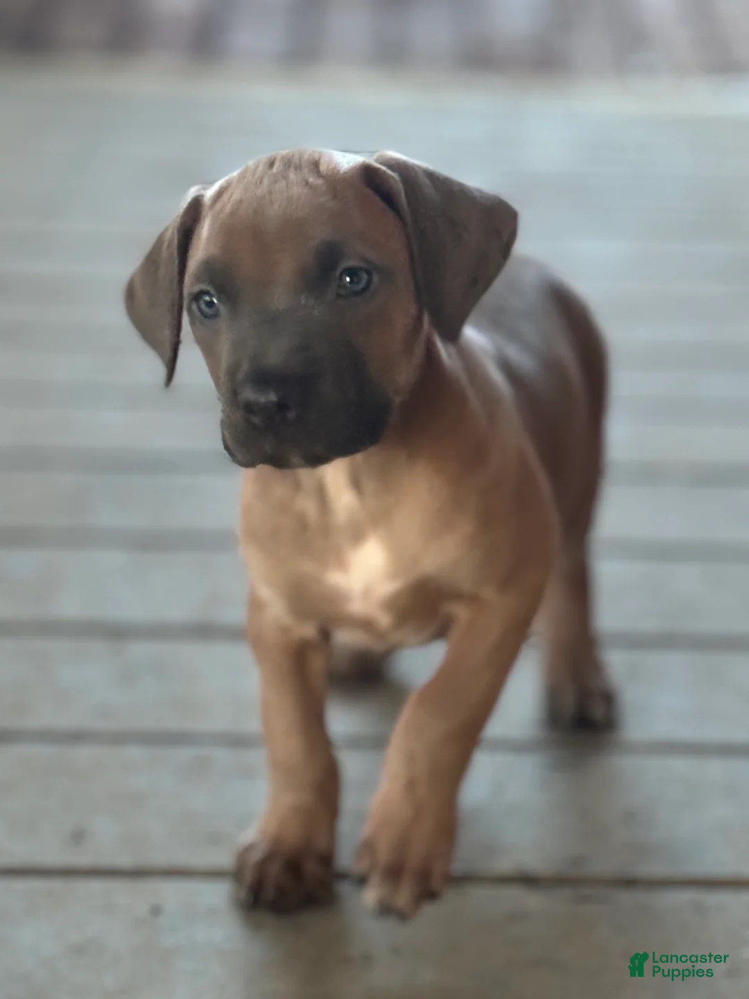 Cane Corso dogs for sale: Capri - Ad 5