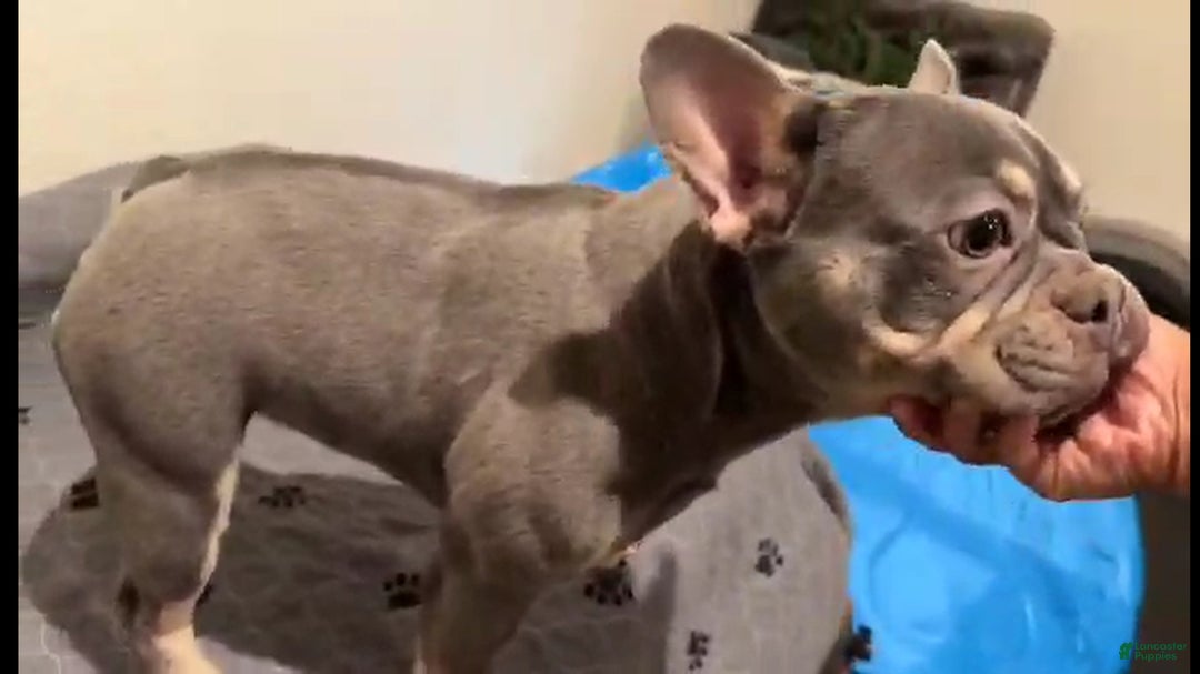 French Bulldog dogs for sale: French Bulldog Puppy 2 - Ad 2