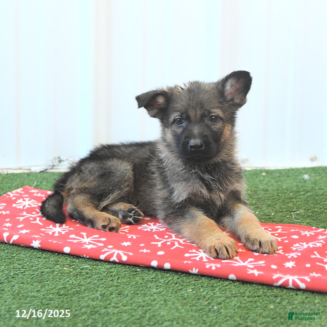 German Shepherd dogs for sale: Hudson - Ad 3