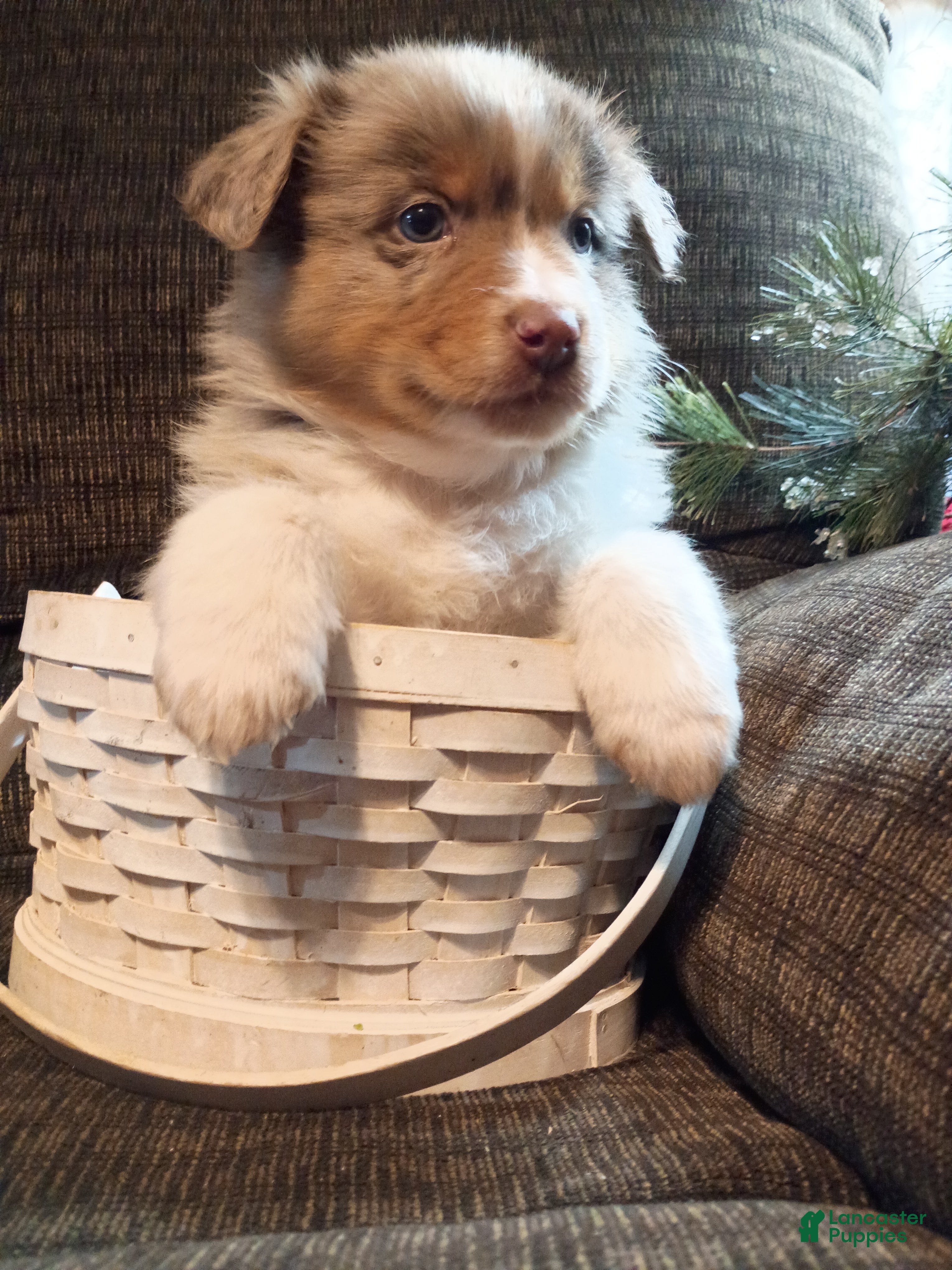 Australian Shepherd dogs Oscar - Ad 2