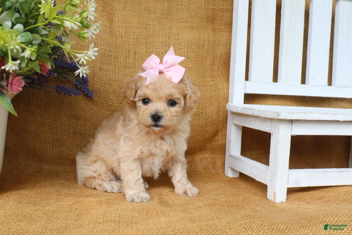 Bichpoo dogs Jade - Ad 2