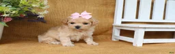 Bichpoo dogs for sale: Jade - Ad 2