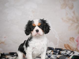 Cavalier King Charles Spaniel dogs Maggie - Ad 19