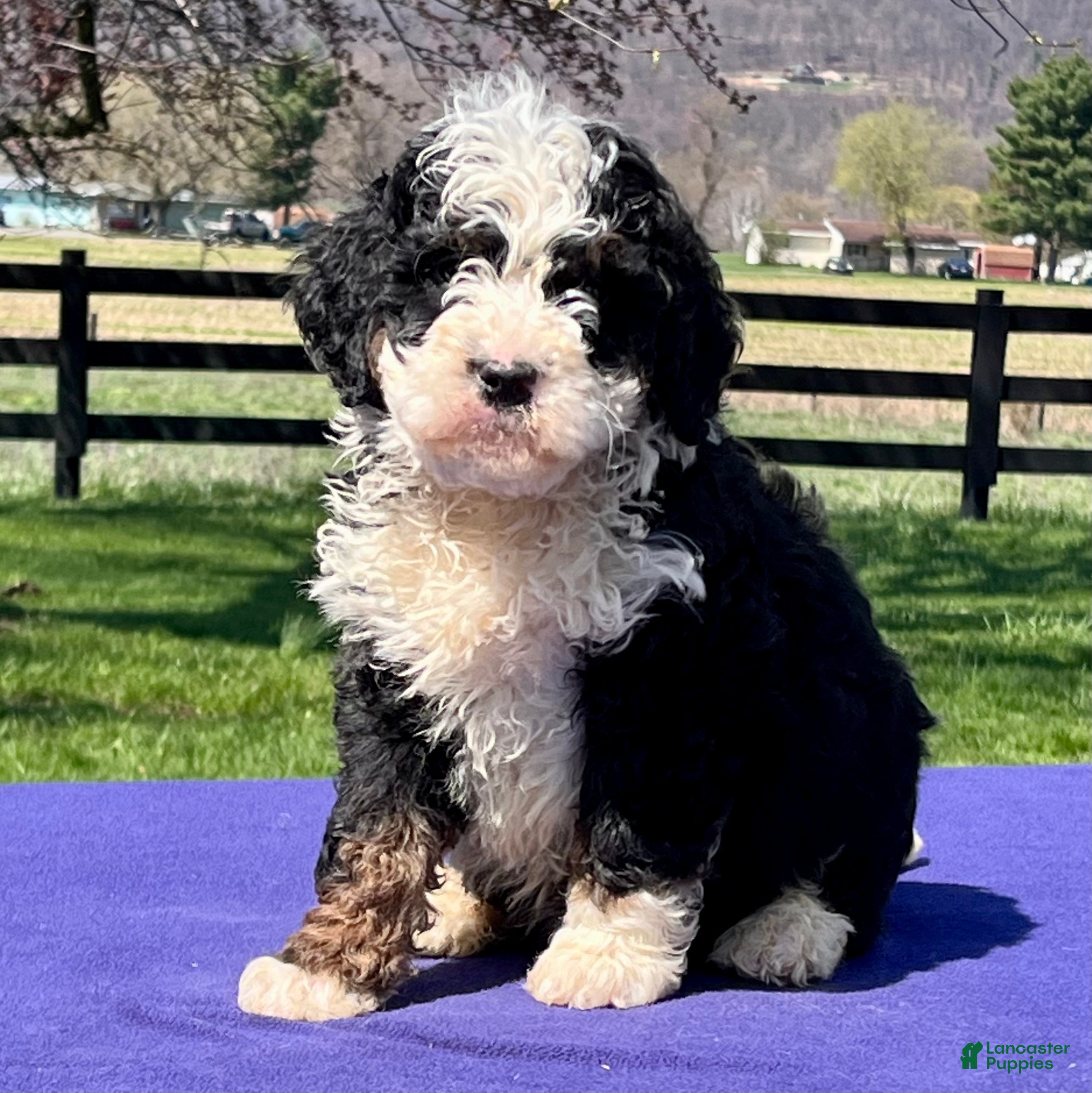 Bernedoodle dogs Levi - Ad 2