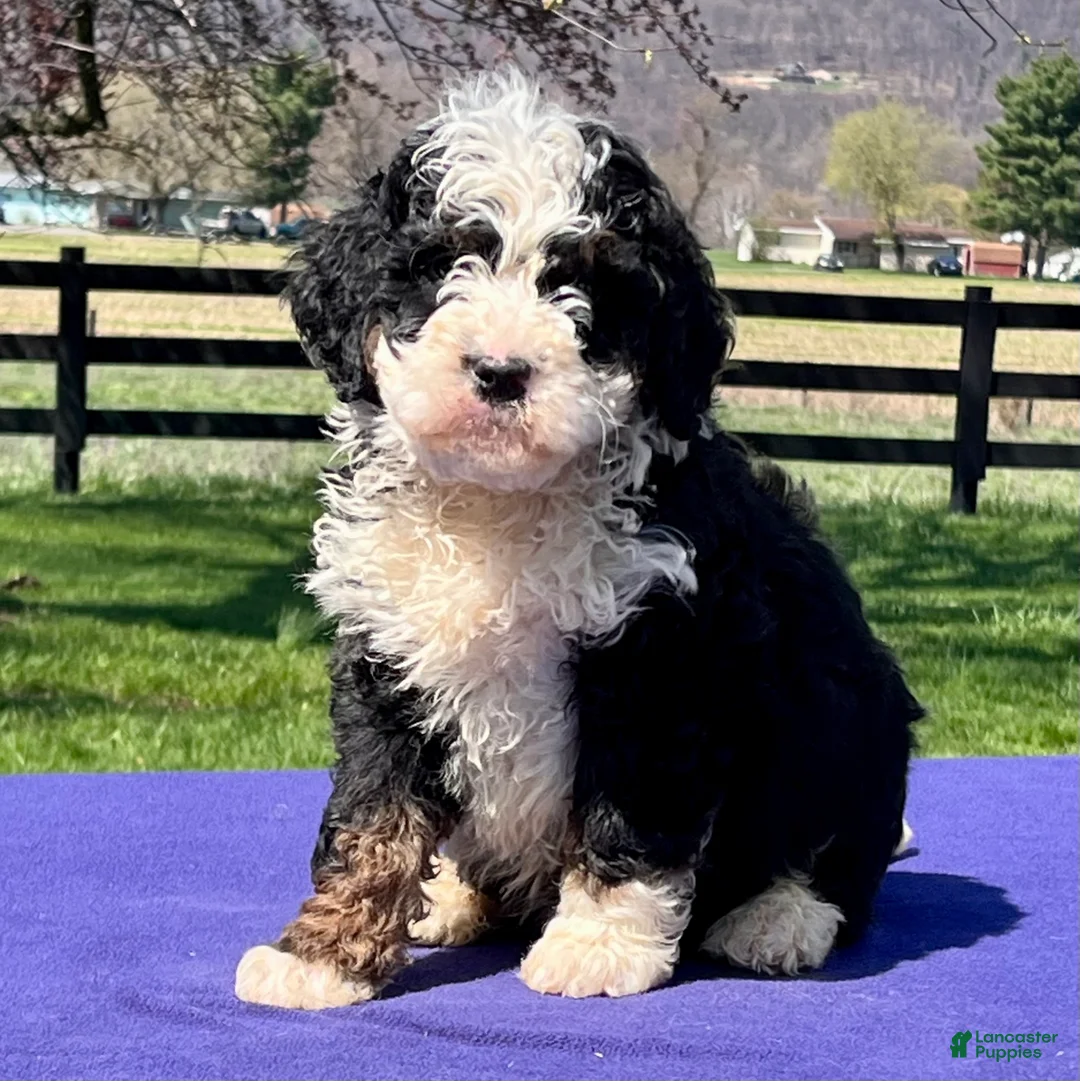 Bernedoodle dogs for sale: Levi - Ad 2