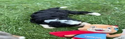 Mini Bernedoodle dogs for sale: Bruce - Ad 3